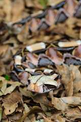 The beautifully patterned Gaboon Adder (Bitis gabonica) camouflaged  amongst forest leaf litter that is so typical of its natural habitat. KwaZulu Natal. South Africa