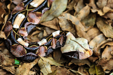 The beautifully patterned Gaboon Adder (Bitis gabonica) camouflaged  amongst forest leaf litter...