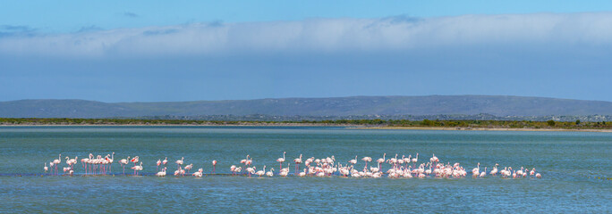 Fototapeta na wymiar Greater flamingo (Phoenicopterus roseus) flock in a salt pan near Struisbaai in the Western Cape Overberg. South Africa