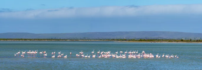 Foto op Canvas Greater flamingo (Phoenicopterus roseus) flock in a salt pan near Struisbaai in the Western Cape Overberg. South Africa © Roger de la Harpe