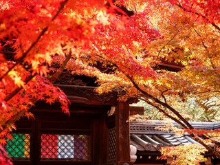 京都禅林寺永観堂の紅葉
