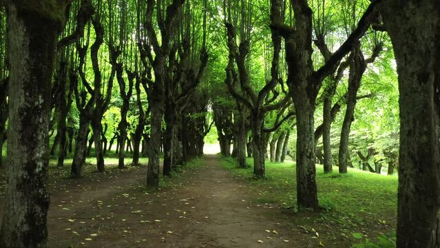 Old Linden alley in Latvia, majestic inspirational feel, dolly backward