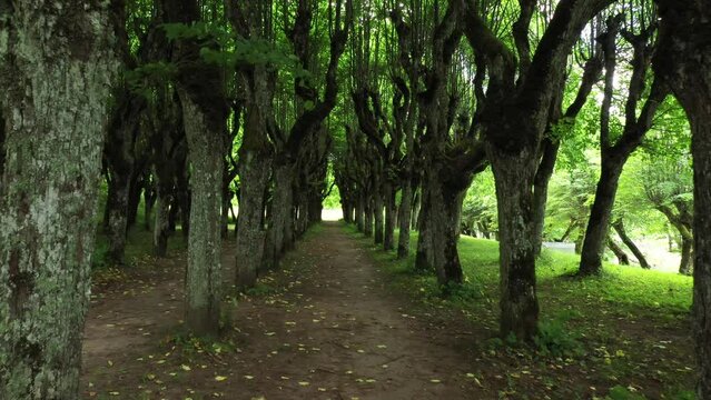 Spooky forest pathway near Katvari Manor in Latvia, dolly forward