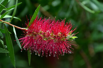 水滴がいっぱいついているブラシノキの花