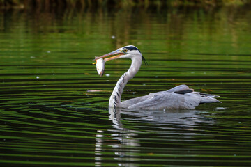 Naklejka premium Graureiher (Ardea cinerea)