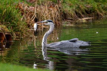 Graureiher (Ardea cinerea)