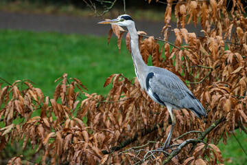 Graureiher (Ardea cinerea)