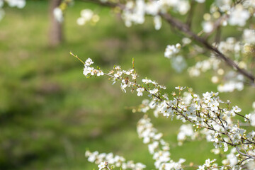 White flowers bloom in the trees. Spring landscape with blooming sakura tree. Beautiful blooming garden on a sunny day. Copy space for text.