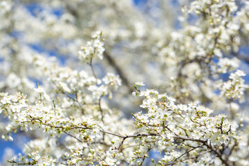 White flowers bloom in the trees. Spring landscape with blooming sakura tree. Beautiful blooming garden on a sunny day. Copy space for text.