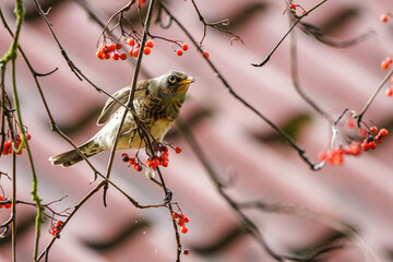Wacholderdrossel (Turdus pilaris)