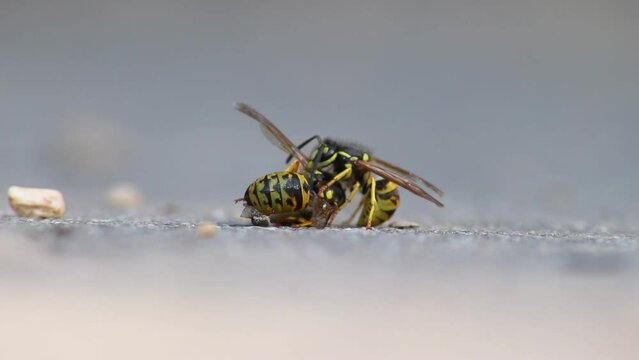 Wasp cannibalism in close-up macro view with fighting wasps eating each other with strong mandibles and biting in dead wasp body as dangerous insect and stinging animal in low angle view on the ground