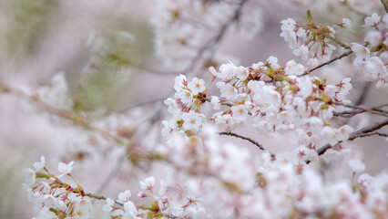 桜（Sakura）