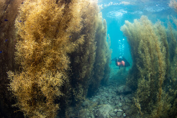 Scuba Diving the Seaweed Forest in Izu, Japan