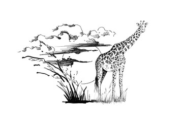 Giraffe on sunset with grass and clouds