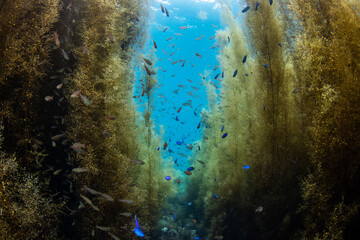Scuba Diving the Seaweed Forest in Izu, Japan
