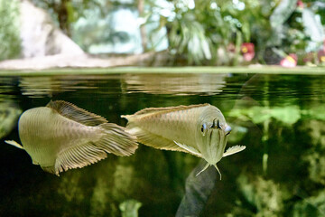 Aravan or light aravan Osteoglossum bicirrhosum is a tropical freshwater fish from the Aravan...