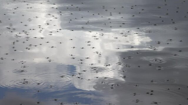 Wasserl&auml;ufer auf einem Teich
