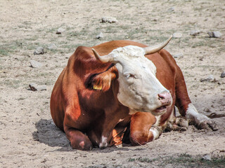 a cow sits on the ground in summer