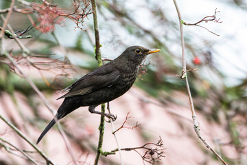 Amsel (Turdus merula) Weibchen