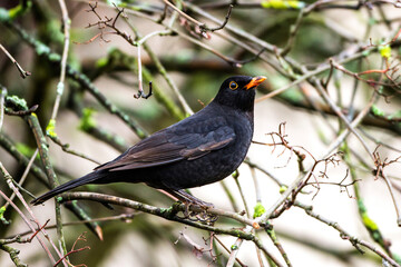 Amsel (Turdus merula) Männchen