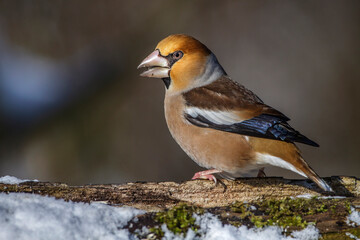 Kernbeißer (Coccothraustes coccothraustes)