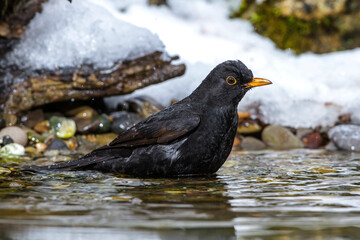 Amsel (Turdus merula) Männchen