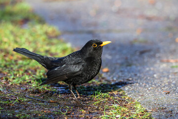 Amsel (Turdus merula) Männchen