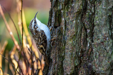 Waldbaumläufer (Certhia familiaris)
