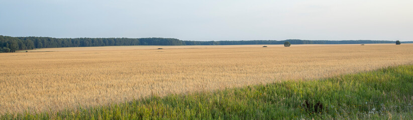Panorama of a rye field. Rural landscape on a bright sunny day.