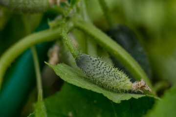 small cucumber on a branch. garden plants. growing vegetables.