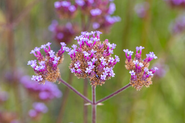 Eisenkraut rosa Blüten