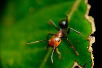 Nodal Desert Ant Cataglyphis nodus
