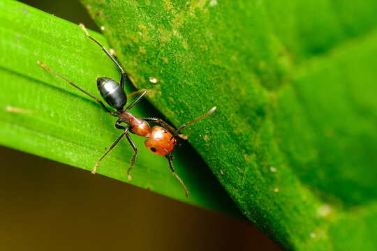 Nodal Desert Ant Cataglyphis nodus