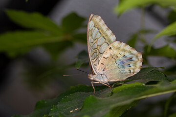 Schmetterling farbenfroh makro