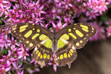 Schmetterling farbenfroh makro