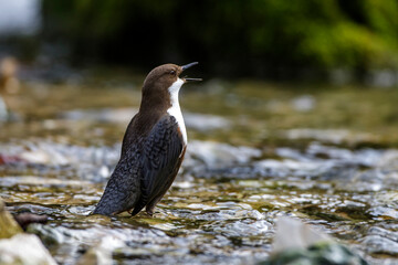 Wasseramsel (Cinclus cinclus)
