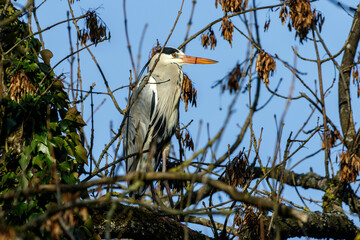 Graureiher (Ardea cinerea)