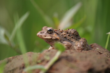 Fejervarya limnocharis or Asian grass frog or rice field frog
