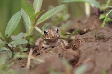 Fejervarya limnocharis or Asian grass frog or rice field frog
