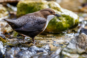 Wasseramsel (Cinclus cinclus)