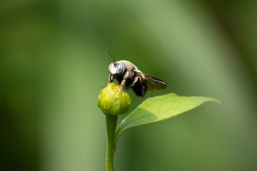 A bee collect pollen or nectar
