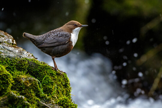 Wasseramsel (Cinclus cinclus)