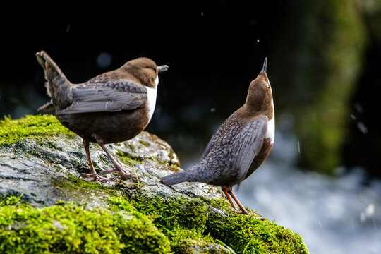 Wasseramseln (Cinclus cinclus) bei der Balz