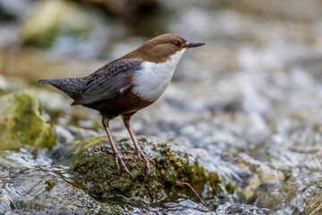 Wasseramsel (Cinclus cinclus)