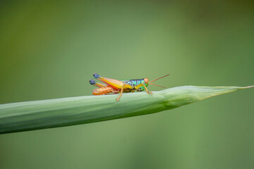 the grasshopper perched on the leaf