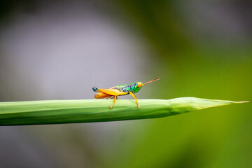 the grasshopper perched on the leaf