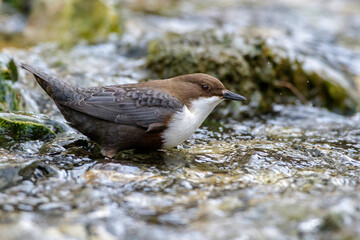 Wasseramsel (Cinclus cinclus)