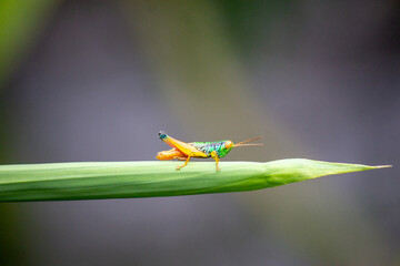 the grasshopper perched on the leaf