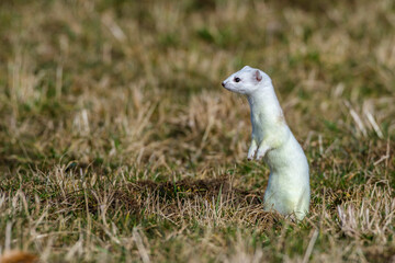 Hermelin (Mustela erminea)