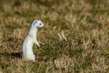 Hermelin (Mustela erminea)